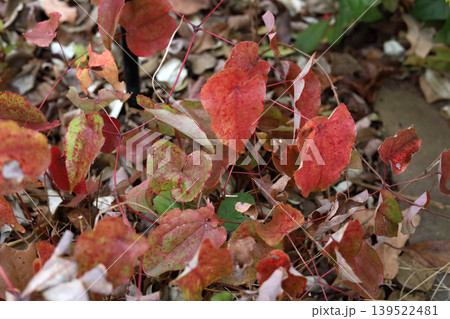 Red heart-shaped leaves of Epimedium plant in winter 139522481