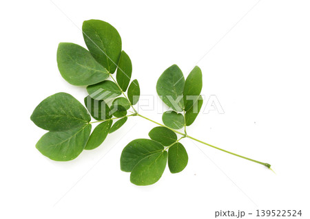 Rain tree leaves on white. Samanca Saman (Jacq) Merr. Rain tree leaves on white. Samanca Saman (Jacq) Merr. 139522524
