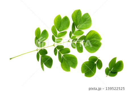 Rain tree leaves on white. Samanca Saman (Jacq) Merr. 139522525