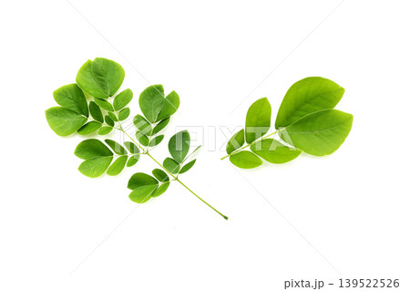 Rain tree leaves on white. Samanca Saman (Jacq) Merr. Rain tree leaves on white. Samanca Saman (Jacq) Merr. 139522526