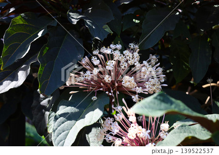 Starburst Bush Tropical Flower Bloom (Clerodendrum quadriloculare) Starburst Bush Tropical Flower Bloom (Clerodendrum quadriloculare) 139522537
