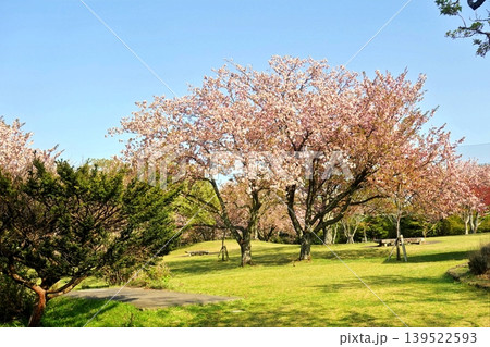 春の公園の風景 139522593