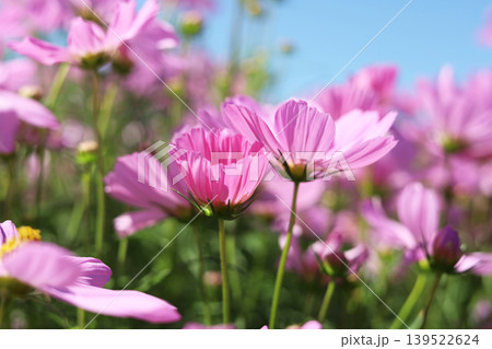 Pink cosmos flowers under a clear blue sky. Pink cosmos flowers under a clear blue sky. 139522624