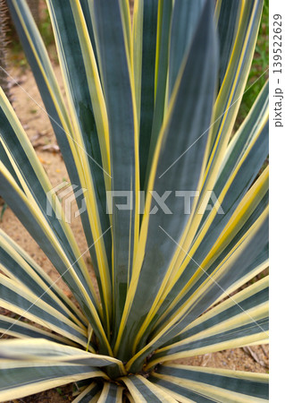 Variegated Agave Plant Rosette Top View Close Up 139522629