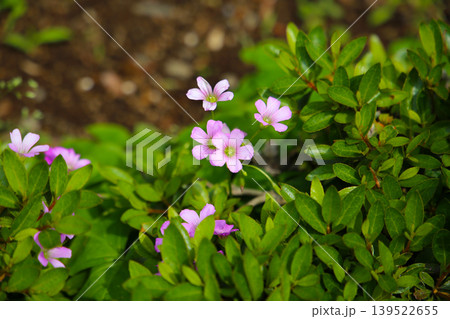 Pink oxalis flower blooming in garden Pink oxalis flower blooming in garden 139522655