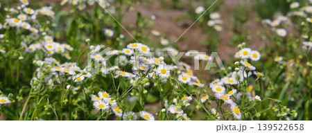 Wild daisy flowers growing in field Wild daisy flowers growing in field 139522658