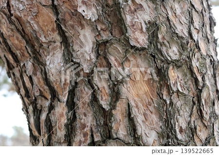 Old cracked tree bark natural texture Old cracked tree bark natural texture 139522665