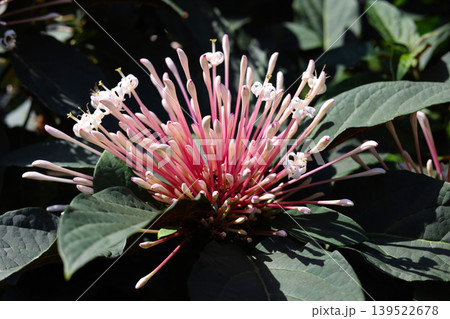 Starburst Bush Tropical Flower Bloom (Clerodendrum quadriloculare) Starburst Bush Tropical Flower Bloom (Clerodendrum quadriloculare) 139522678