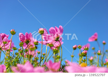Pink cosmos flowers under a clear blue sky. Pink cosmos flowers under a clear blue sky. 139522707