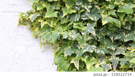 Green ivy leaves growing on wall Green ivy leaves growing on wall 139522714