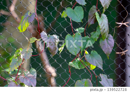 Climbing vine on metal fence Climbing vine on metal fence 139522728