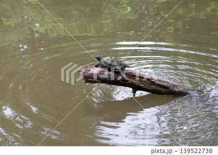 Freshwater turtle resting on wooden log in pond Freshwater turtle resting on wooden log in pond 139522736