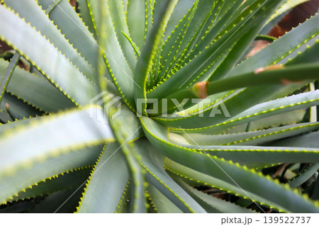 Close-up of sharp green leaves on an Aloe Vera plant. Close-up of sharp green leaves on an Aloe Vera plant. 139522737