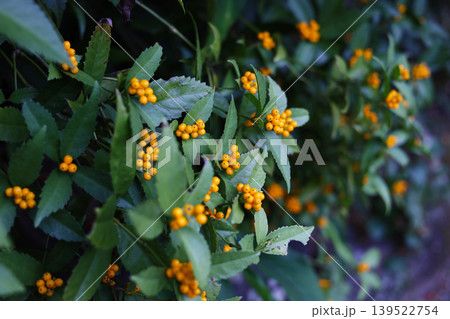 Japanese Sarcandra berries ripening in winter forest Japanese Sarcandra berries ripening in winter forest 139522754