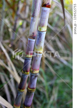 Sugarcane stalks growing in the field. Sugarcane stalks growing in the field. 139522755