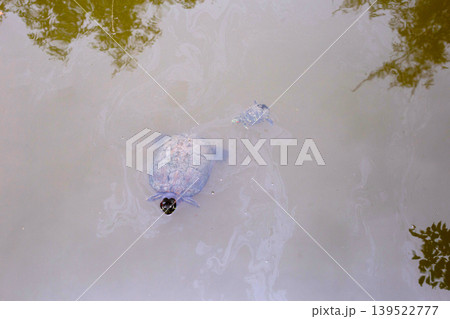 Two freshwater turtles swimming in pond water Two freshwater turtles swimming in pond water 139522777