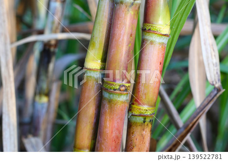 Sugarcane stalks growing in the field. Sugarcane stalks growing in the field. 139522781