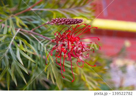 Red grevillea flower with green needle leaves Red grevillea flower with green needle leaves 139522782