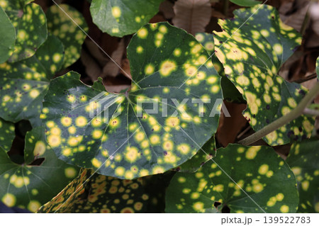Farfugium, Yellow Variegated Leopard Plant Farfugium, Yellow Variegated Leopard Plant 139522783