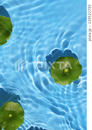 Green pennywort leaves floating on clear blue rippling water. 139522785