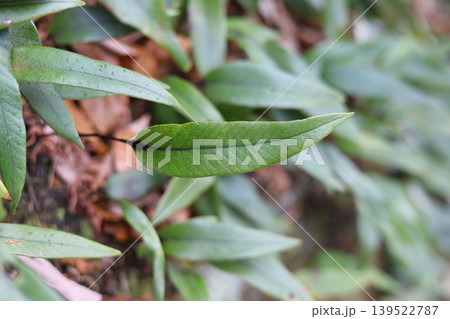 Epiphytic fern Lemmaphyllum growing on mossy rock in Japanese forest 139522787
