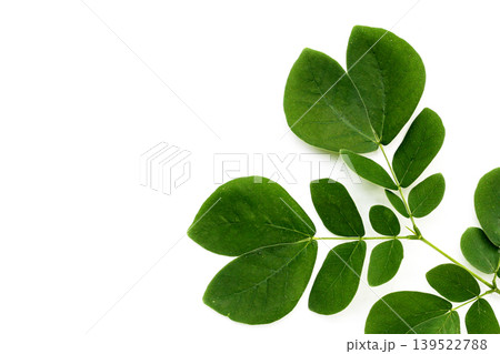 Rain tree leaves on white. Samanca Saman (Jacq) Merr. Rain tree leaves on white. Samanca Saman (Jacq) Merr. 139522788