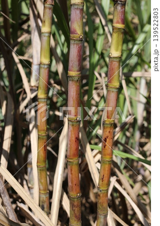 Sugarcane stalks growing in the field. Sugarcane stalks growing in the field. 139522803