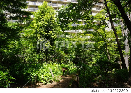 東京都板橋区中台三丁目の板橋サンシティのあじさいの道の風景 139522860