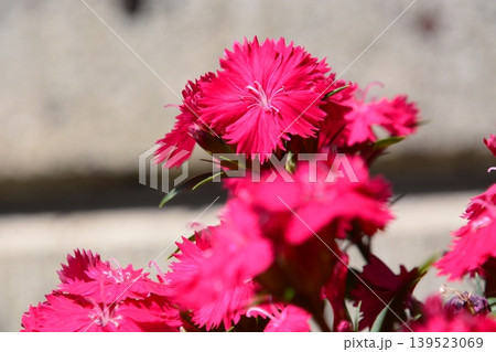 花 花 139523069