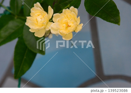 花 花 139523086