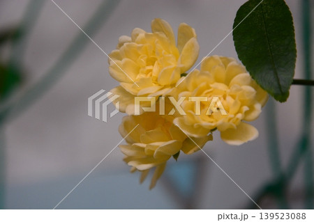 花 花 139523088