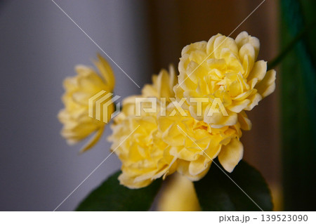 花 花 139523090