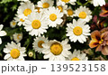 ​満開のノースポールの花 俯瞰撮影 139523158