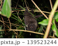 オガサワラオオコオモリ　小笠原　東京都 139523244