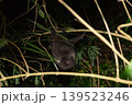 オガサワラオオコオモリ　小笠原　東京都 139523246