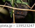 オガサワラオオコオモリ　小笠原　東京都 139523247