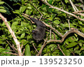 オガサワラオオコオモリ　小笠原　東京都 139523250