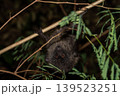 オガサワラオオコオモリ　小笠原　東京都 139523251