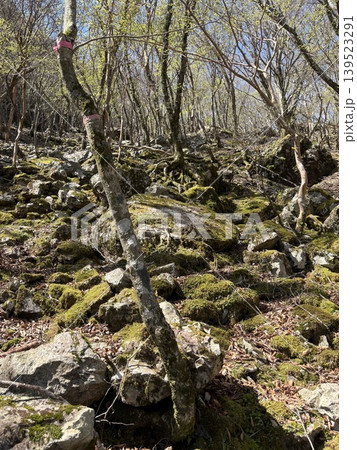 苔むした登山道 苔むした登山道 139523291