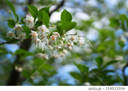 エゴノキの花 エゴノキの花 139523504