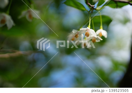 エゴノキの花 エゴノキの花 139523505