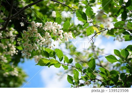 エゴノキの花 エゴノキの花 139523506