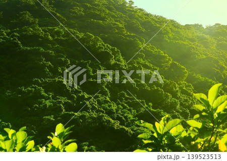 ヤンバルの朝 沖縄県国頭村 ヤンバルの朝 沖縄県国頭村 139523513