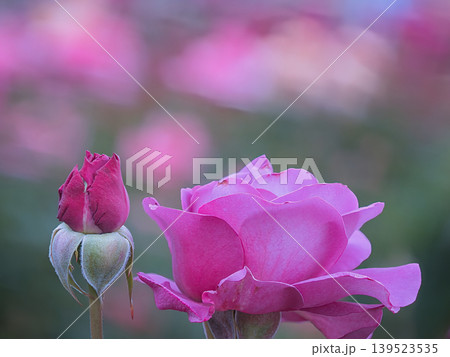 綺麗なピンク色の薔薇 綺麗なピンク色の薔薇 139523535