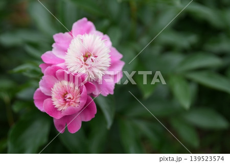 シャクヤクの花 シャクヤクの花 139523574