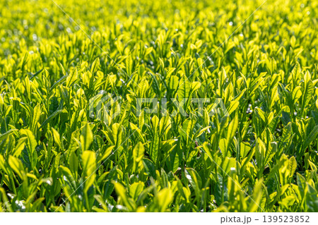 新茶の葉 新茶の葉 139523852