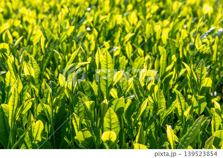 新茶の葉 新茶の葉 139523854