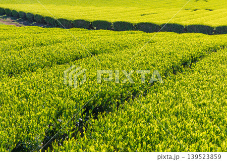 新茶の葉 新茶の葉 139523859