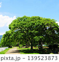 新緑の季節の神戸市内 川沿いの散歩道の風景 新緑の季節の神戸市内 川沿いの散歩道の風景 139523873