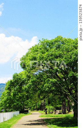 新緑の季節の神戸市内　川沿いの散歩道の風景 139523874